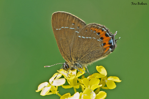 Satyrium pruni