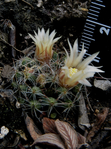 Mammillaria pilispina