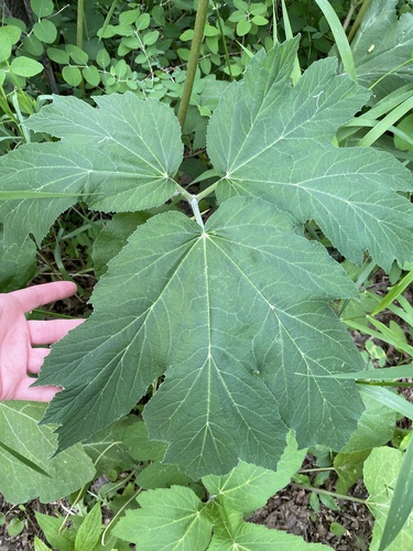 common cowparsnip