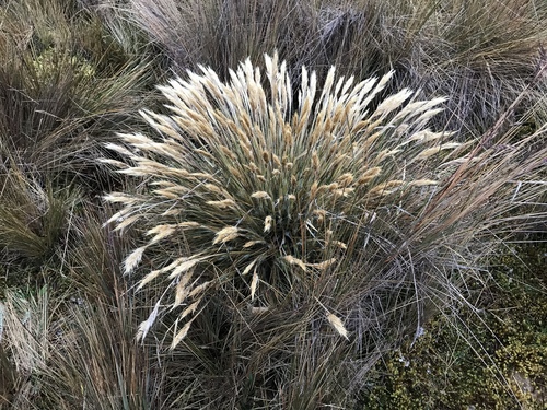 Cortaderia sericantha