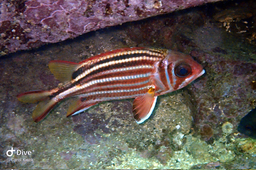 Red Squirrelfish