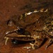 Amani River Frog - Photo (c) Benjamin Tapley, all rights reserved