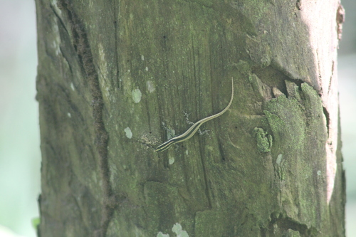 Balinese Snake-eyed Skink — seen at this dive site