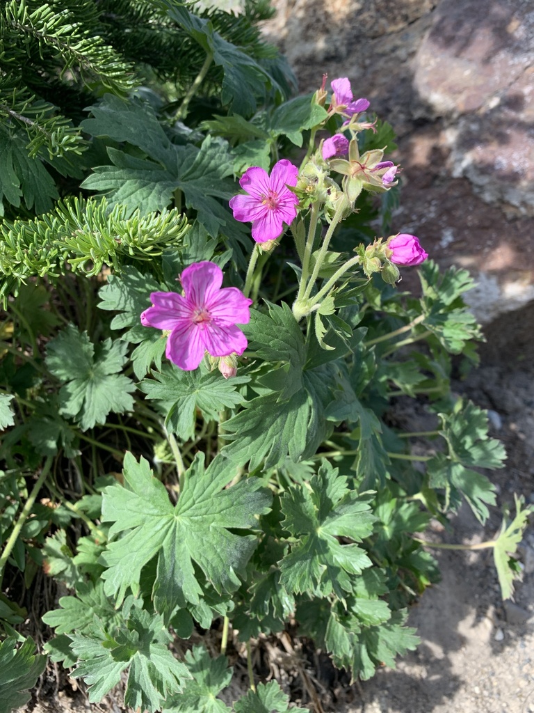 Geranium