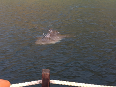 Whale Shark