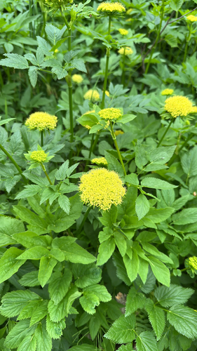 Angelica dawsonii S. Watson