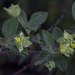 Lippia bracteosa - Photo (c) Anne, all rights reserved