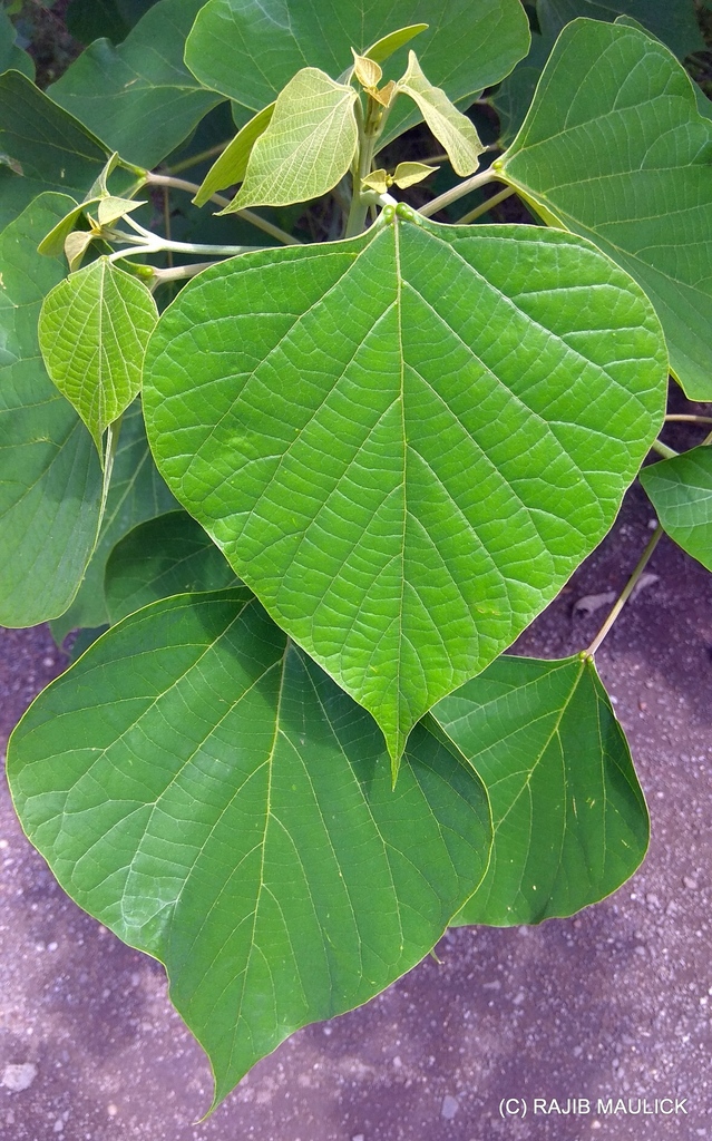 Melina (Gmelina arborea) · NaturaLista Colombia