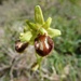 Ophrys sphegodes massiliensis - Photo (c) mercantour, all rights reserved, uploaded by mercantour