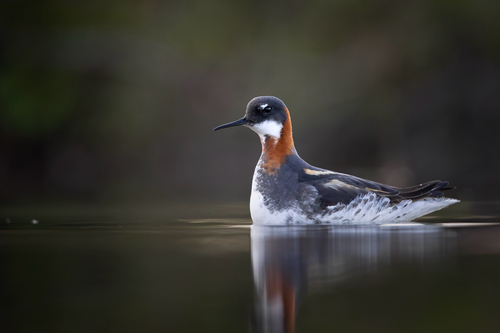 Red-necked Phalarope
