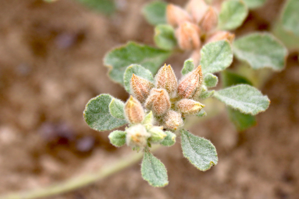 Glinus lotoides (Glinus lotoides)
