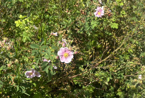 iNaturalist observation photo of California Wild Rose