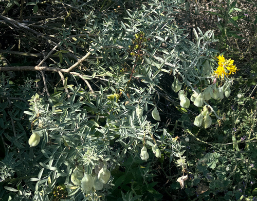 iNaturalist observation photo of Bladderpod