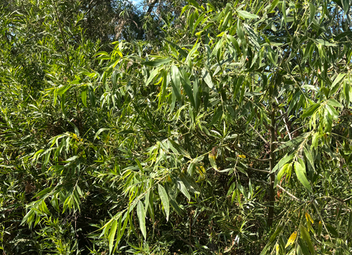 iNaturalist observation photo of Goodding's willow