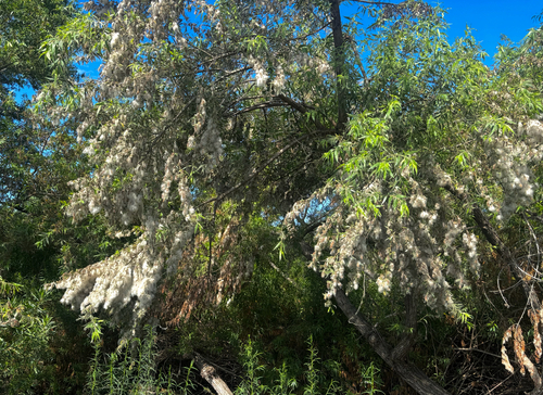 iNaturalist observation photo of Goodding's willow