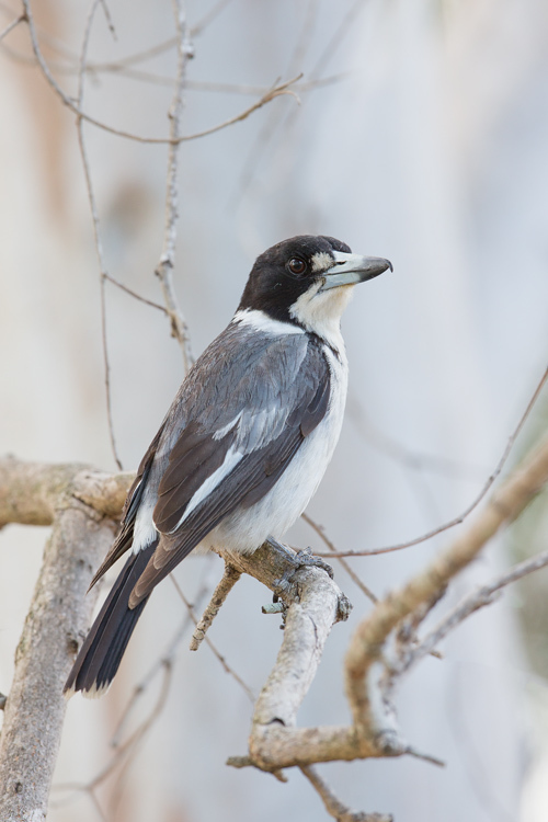 Gray Butcherbird photo