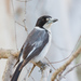 Grey Butcherbird - Photo (c) Judd Patterson, all rights reserved, uploaded by Judd Patterson