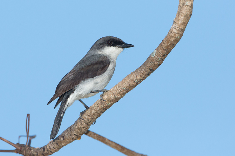 Mangrove Robin (Melanodryas pulverulenta) photo