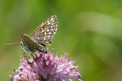 Yellow-banded Skipper