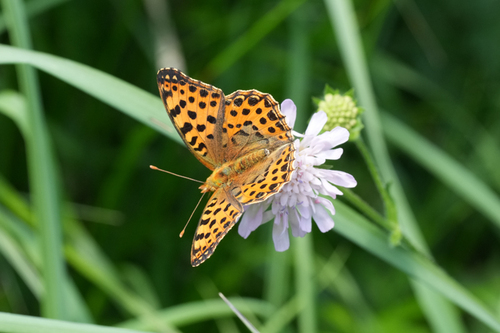 Queen of Spain Fritillary
