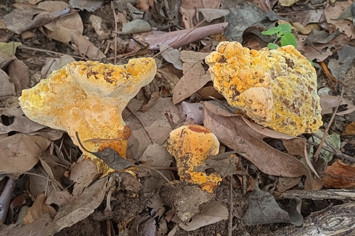 Pseudophaeolus baudonii