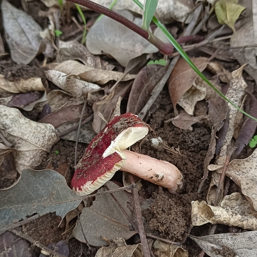 Russula congoana