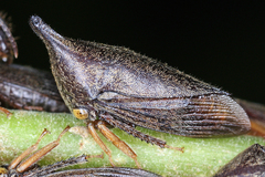 Image of Calloconophora caliginosa
