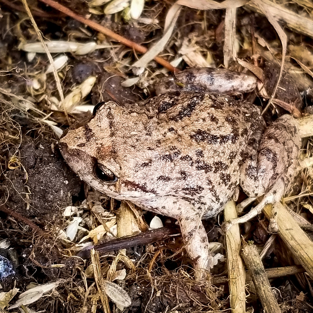 Striped Robber Frog