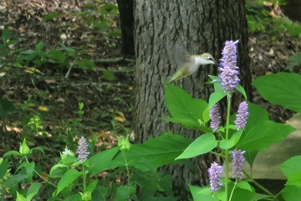 June Hummingbird Ruby-throated Hummingbird in June 2025 by Lee · iNaturalist