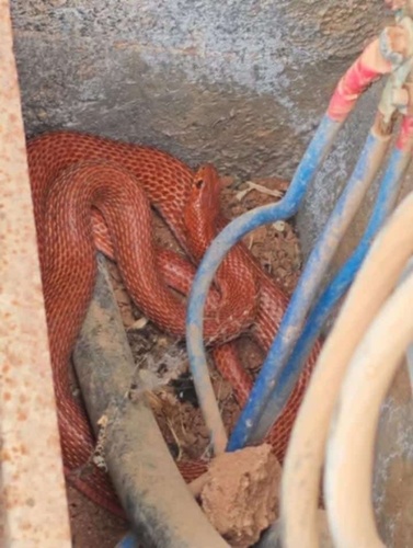 Red-Bellied Racer