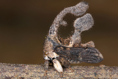 Image of Cladonota biclavata
