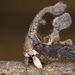 Cladonota biclavata - Photo (c) gernotkunz, todos los derechos reservados, subido por gernotkunz