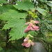 Mountain Maple - Photo (c) Josh Giesbrecht, all rights reserved
