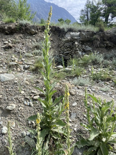 great mullein