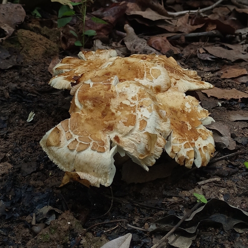 Russula oleifera