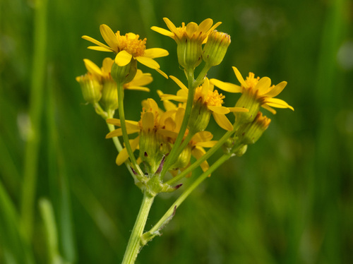 Packera pseudaurea