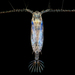 Copepoda - Photo (c) Alexandra Guzman, כל הזכויות שמורות, הועלה על ידי Alexandra Guzman