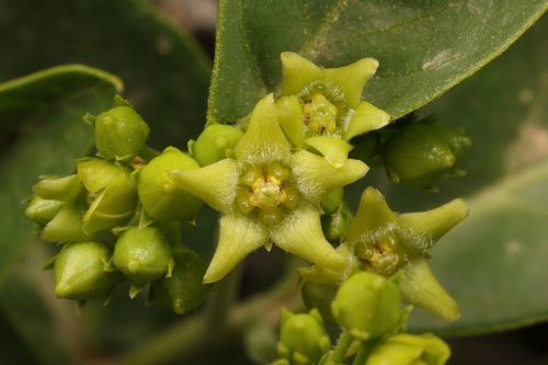Smallflower Swallow-wort (Vincetoxicum dionysiense)