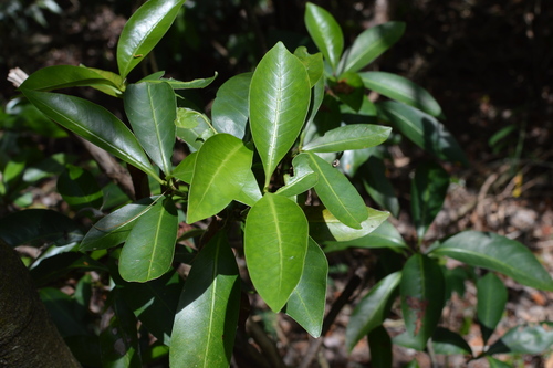 wild coffee (Psychotria hombroniana)