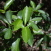 Psychotria hombroniana - Photo (c) James Ojascastro, all rights reserved, uploaded by James Ojascastro