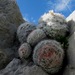 Snowball Cactus - Photo (c) J. Arturo de Nova, all rights reserved, uploaded by J. Arturo de Nova
