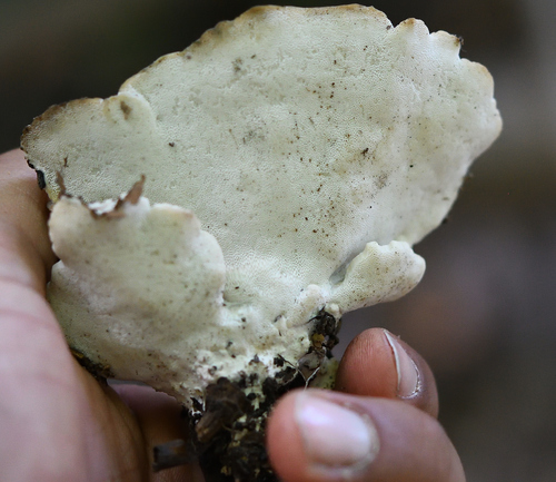 green cheese polypore