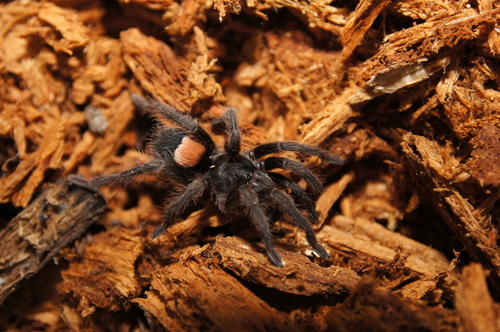 Hemirrhagus eros