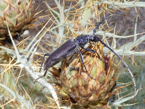Great capricorn beetle