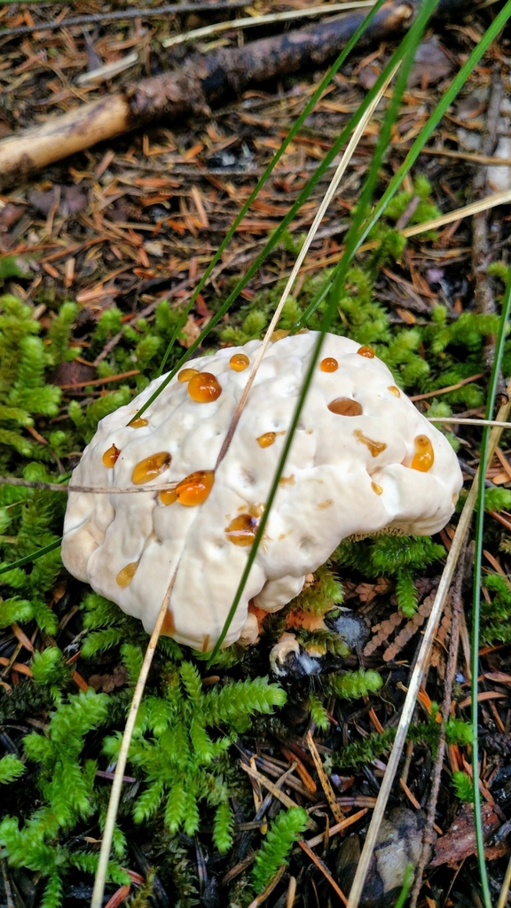 Blushing Rosette from Zigzag, OR 97049, USA by Peter Russo · iNaturalist