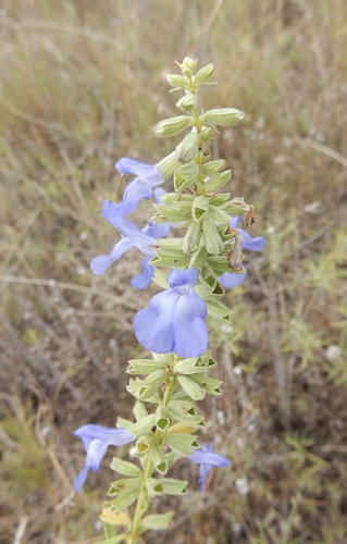 giant blue sage