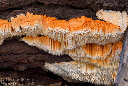 Pycnoporellus alboluteus