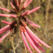 Erythrina similis - Photo (c) Germaine Alexander Parada, todos los derechos reservados, subido por Germaine Alexander Parada