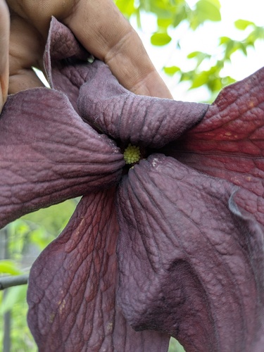 Sapranthus violaceus (Sapranthus violaceus)