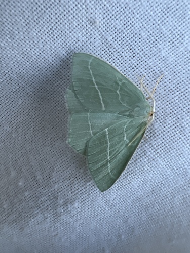 Small emerald